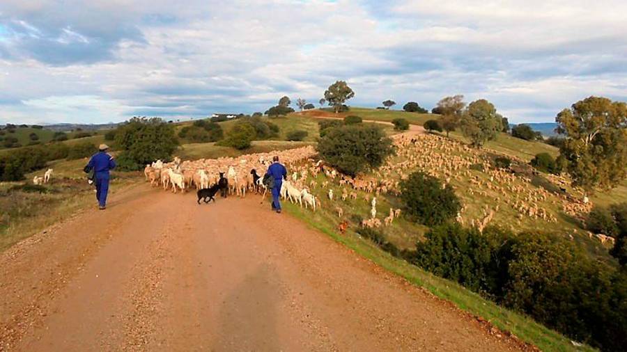 <i>Al final de la tarde camino de los corrales. Daniel, José Carlos y los careas, con “Rambo” cerrado el hato. </i>