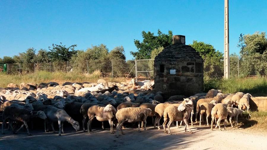 <i>El hato remolinándose alrededor del abrevadero (II).</i>