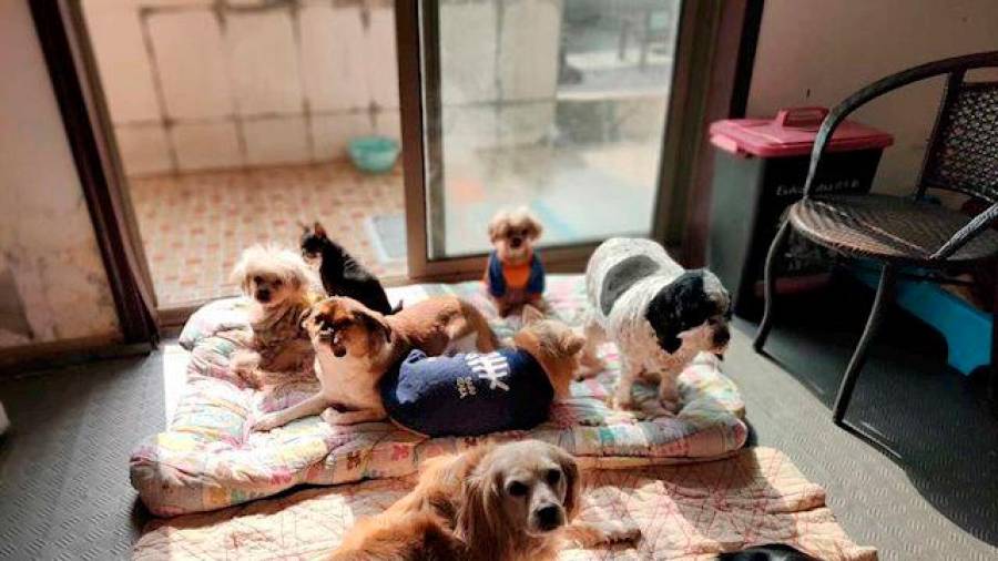 Un grupo de voluntarios rescata a los animales abandonados en Wuhan por el coronavirus
