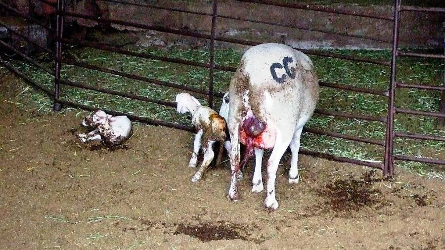<i>La madre limpia al primero de los corderos que ha nacido.</i>