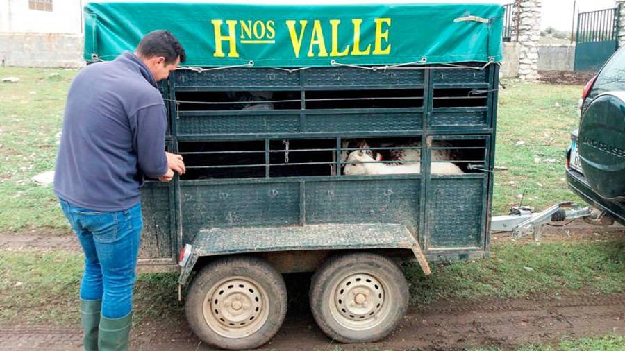 <i>Paco Valle hijo, por cierto de profesión: pastor, preparando el remolque antes de iniciar su marcha.</i>