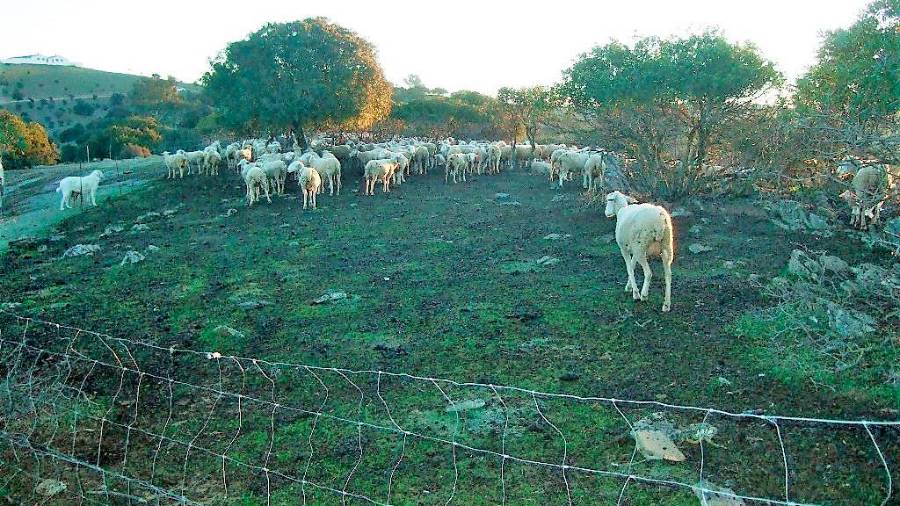 <i>Palomo, el mastín, vigila al hato en el corral.</i>