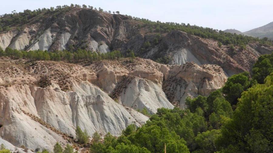 <i>Pinos en repoblación y esparto en un paisaje semidesértico. / Diario JAÉN.</i>