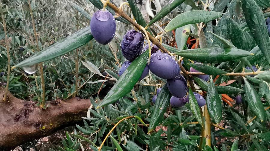 $!<i><b>MÁGINA.</b></i><i> Olivares que bendicen la lluvia.</i>