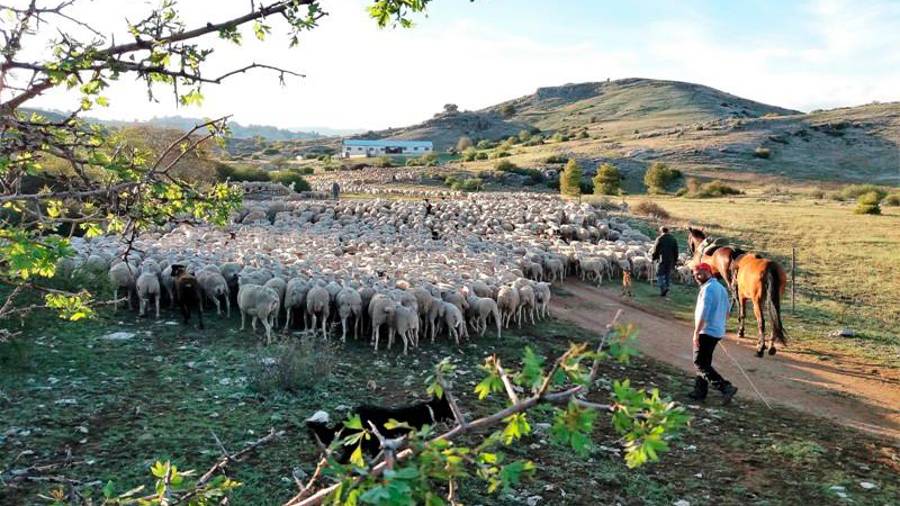 <i>El hato, ya en los campos, llegando al final de la verea. Al fondo la tiná.</i>