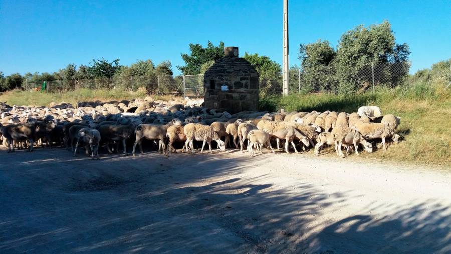 <i>El hato remolinándose alrededor del abrevadero (I).</i>