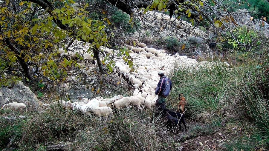 <i>El hato pasando el arroyo que atraviesa la aldea de La Ballestera; Daniel y lince expectantes.</i>