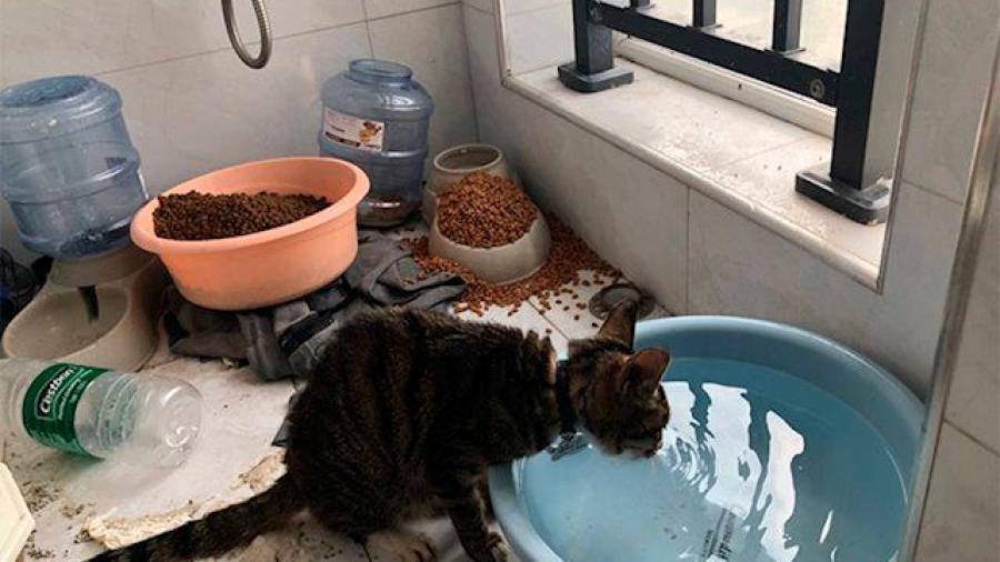 Un grupo de voluntarios rescata a los animales abandonados en Wuhan por el coronavirus