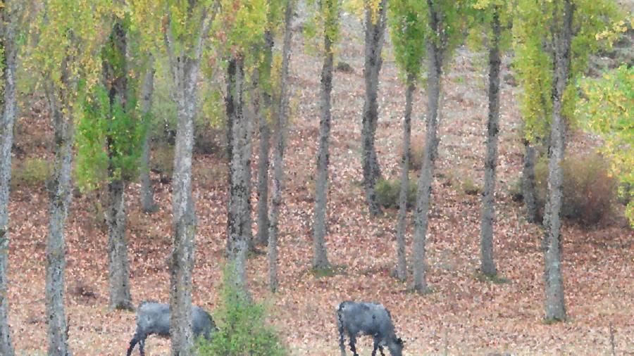 <i>Vacas en los pastos de Cañada Hermosa, Santiago-Pontones. /Diario JAÉN.</i>