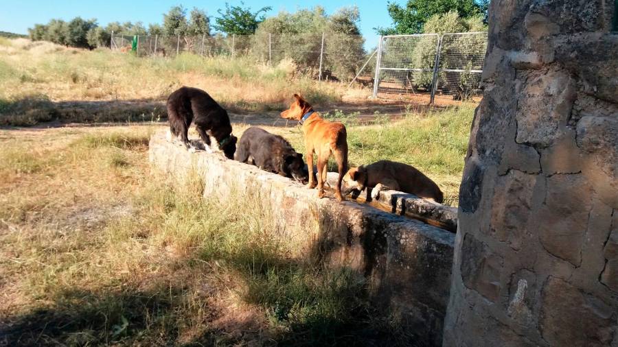 <i>Los careas: Tina, Moro, Dana, Roqui... apaciguando la sed en el abrevadero.</i>