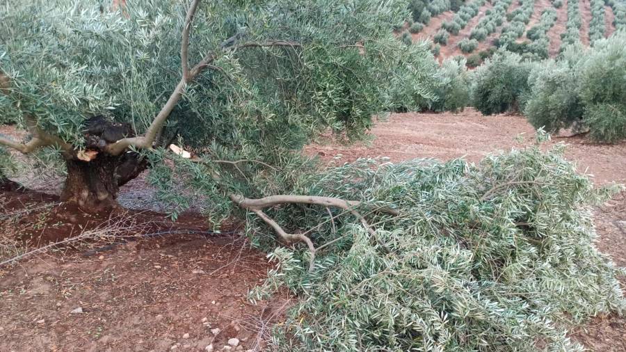 La DANA deja daños en el campo a su paso por la provincia