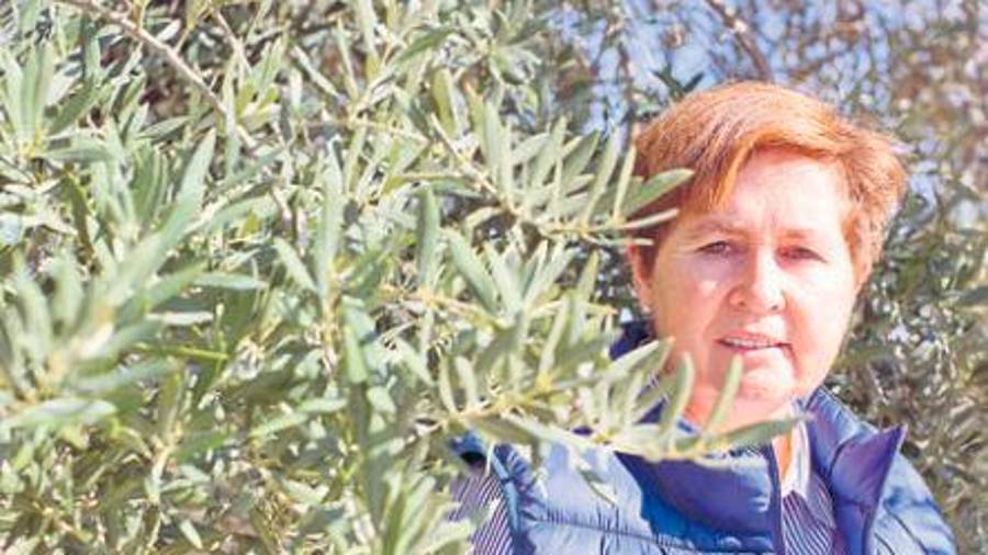 Mirlos blancos en el olivar