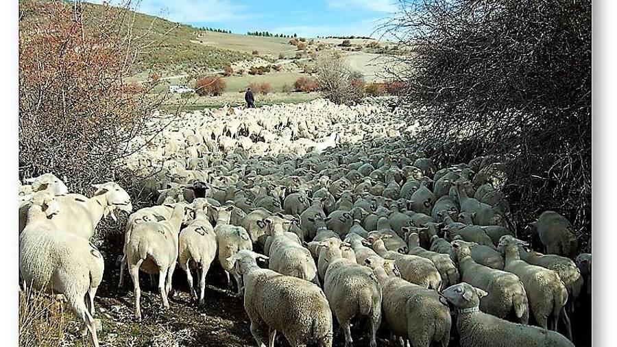 <i>El hato próximo a los montes de la Matea.</i>