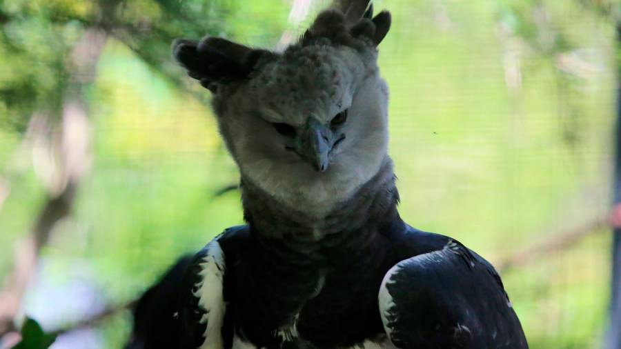 El águila harpía, un animal de grandes dimensiones que muchos confunden con una persona disfrazada