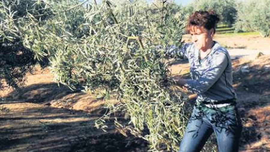 Mirlos blancos en el olivar