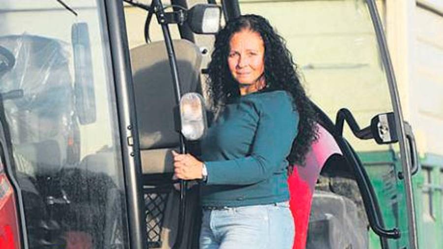 Mirlos blancos en el olivar