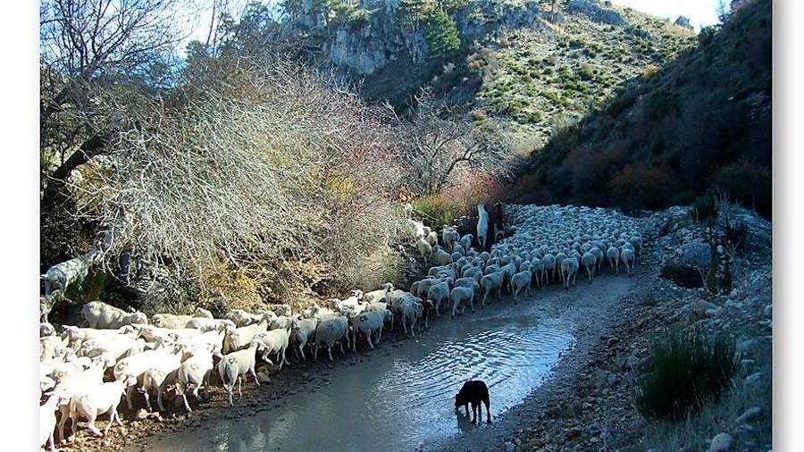 <i>El hato en la Rambla de los Campos hacia la Matea.</i>