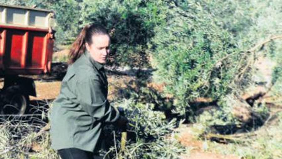 Mirlos blancos en el olivar