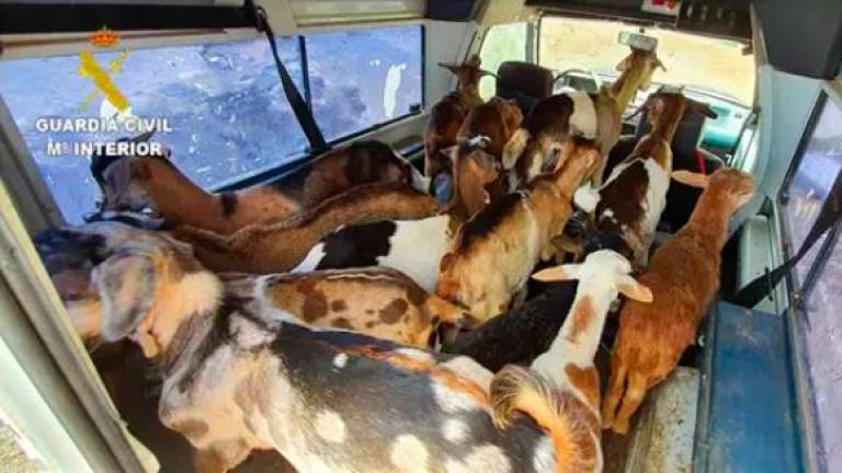 Detenidos por robar 35 ovejas y siete corderos en fincas ganaderas de Gran Canaria
