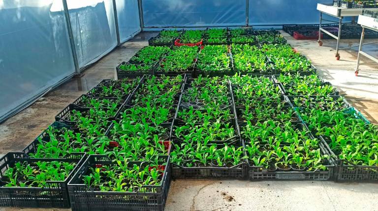 <i>Las plantas que se irán colocando en la ciudad. / Ayuntamiento de Jaén.</i>