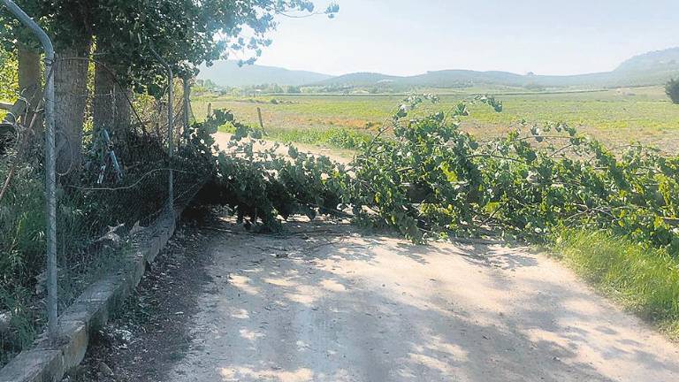 Aparatosa caída de un árbol junto al Guadalcotón