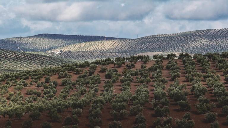 Lazo verde en defensa del olivar jiennense