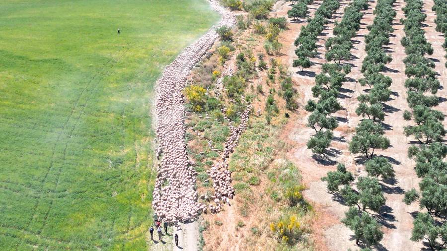 $!Trashumancia y alambradas