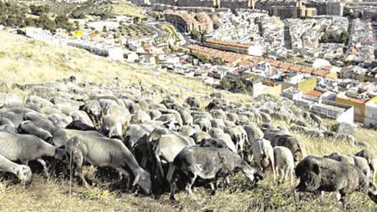 Jaén prepara la temporada de las ovejas bombero