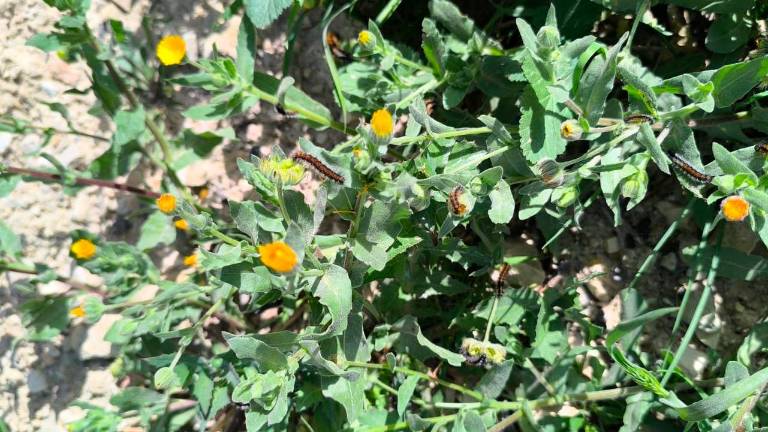 Las procesionarias no esperan a la primavera y adelantan su aparición