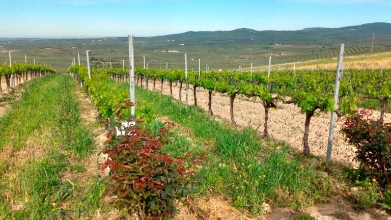 Los aranceles de EEUU afectarán especialmente en Andalucía, aunque de forma limitada