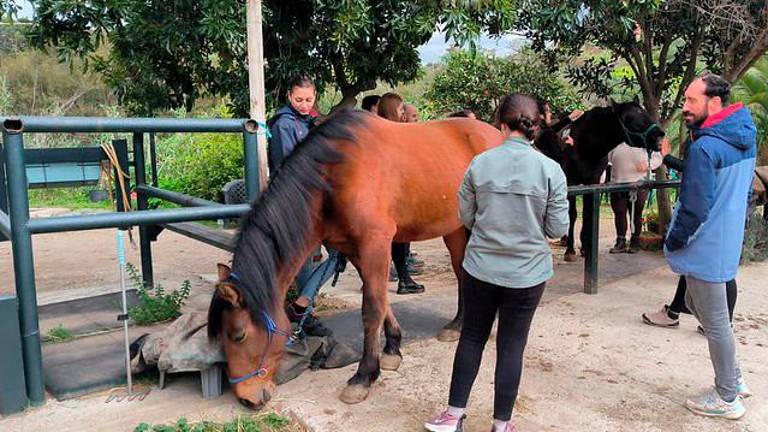 El alumnado de la UNIA hace una salida al campo para conocer terapias ecuestres