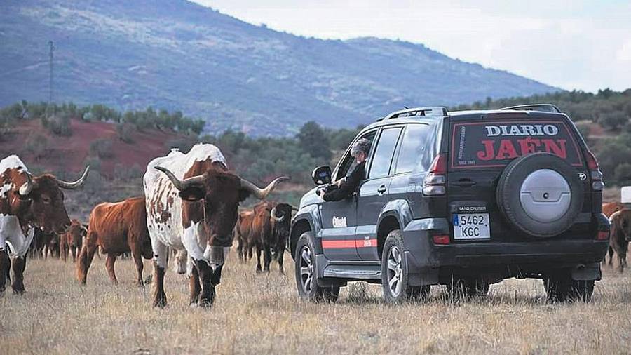 Trashumancia de reses bravas