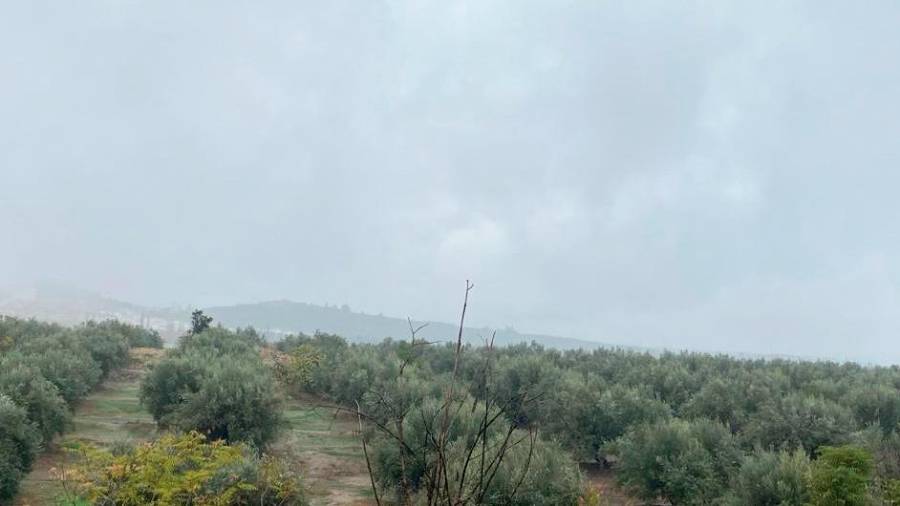 <i>Olivos en los campos cercanos a Jaén capital. / Diario JAÉN.</i>