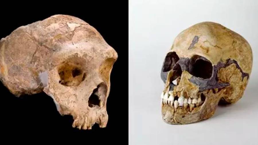 <i>Craneo de neandertal, a la izquierda, y de homo sapiens. / The Natural Museum London / Vía Europa Press.</i>