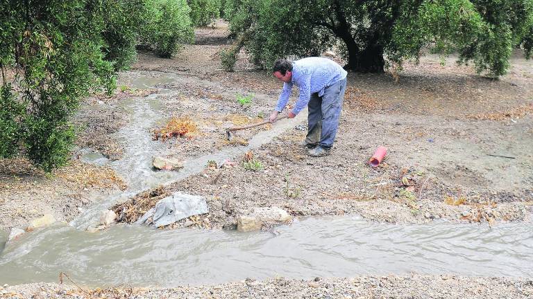 El cielo deja agua “bendita” en los olivares