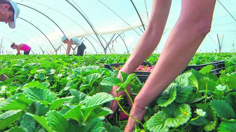 Huelva busca más de cinco mil parados en Jaén para coger fresas