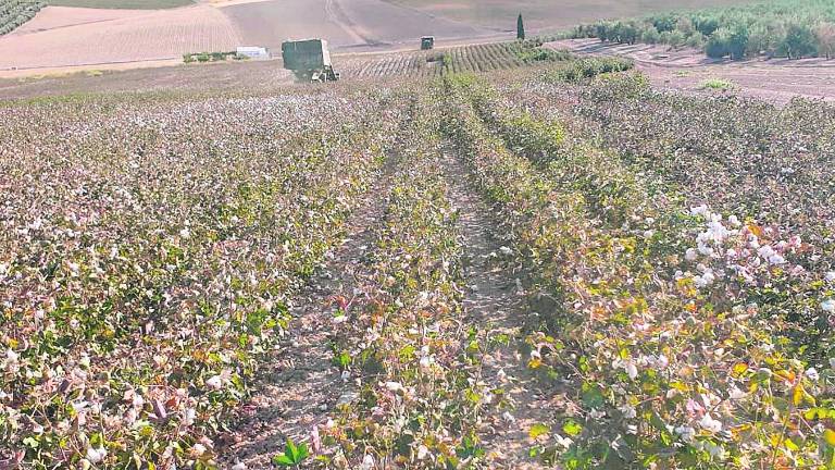 El algodón también engaña