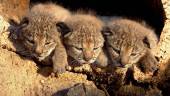 Cachorros de lince en una imagen de archivo.