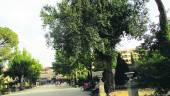 ALIVIO. Un hombre mayor a la sombra de uno de los dos olmos centenarios supervivientes del parque alcalaíno.