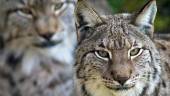 Un lince ibérico en una imagen de archivo. 