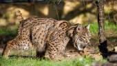 Ejemplar de lince ibérico en una imagen de archivo.