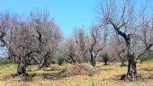 Detectan el primer caso de Xylella en Andalucía.