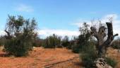 Más medidas por el temor a que la Xylella afecte al olivar.