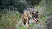 ANIMAL. El lobo ibérico destaca por sus ojos amarillos.