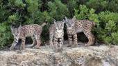 REINTRODUCCIÓN. Los nuevos cachorros de lince ibérico nacidos en libertad, en las distintas áreas de reintroducción, uno de los grandes éxitos del programa. 