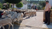 INTERÉS. Los vecinos de Mogón disfrutan de “el paso” de las ovejas desde Sierra Morena a Las Villas en búsqueda de un verano más fresco y pastos verdes. 