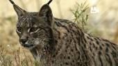 Dos nuevos ejemplares de lince ibérico, ‘Obulco’ y ‘Orisón’, han sido liberados en Navas de Tolosa.