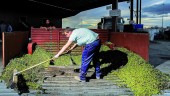 PRODUCCIÓN. Un aceitunero descarga el remolque en una fábrica de aceite de oliva de la provincia jiennense.
