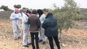 MADRID. Investigadores examinan el olivo hallado con la enfermedad durante la pasada semana.