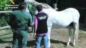 OPERACIÓN PICAR. Dos agentes del Seprona de la Guardia Civil inspeccionan un caballo.